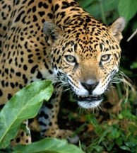 The Yucatan Jaguar found in Calakmul